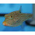 Canthigaster papua - Falschaugen-Kugelfisch