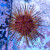 Astropyga radiata - Red sea urchin