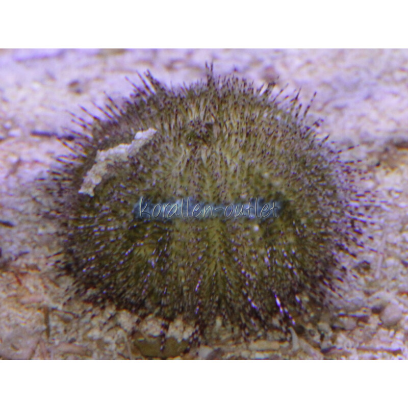 Salmacis sphaeroides - Grüner Seegrasseeigel