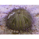 Salmacis sphaeroides - Green sea urchin