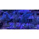 Acalycigorgia sp. blue - Seefächer/Gorgonie blaue...
