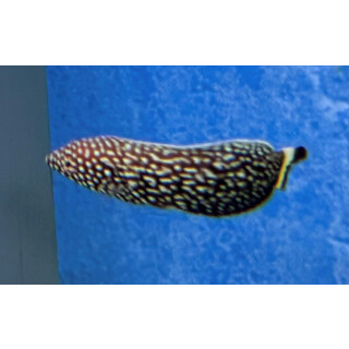 Anampses melanurus - White-spotted Wrasse