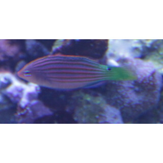 Pseudocheilinus hexataenia - Sixline wrasse