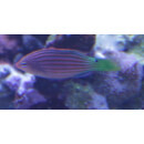 Pseudocheilinus hexataenia - Sixline wrasse