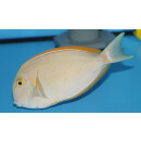 Acanthurus Bariene - Bariene Surgeonfish small