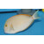 Acanthurus Bariene - Bariene Surgeonfish small