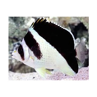 Chaetodon burgessi  - Burgess Falterfisch