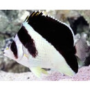 Chaetodon burgessi  - Black-barred Butterflyfish