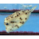Rhynchostracion nasus - Kleiner Nasen-Kofferfisch M