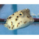 Rhynchostracion nasus - Kleiner Nasen-Kofferfisch M