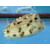 Rhynchostracion nasus - Kleiner Nasen-Kofferfisch M