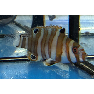 Choerodon fasciatus - Harlekin-Lippfisch juvenil ca. 6-7cm