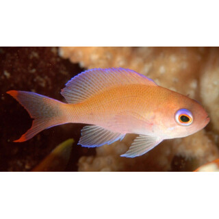 Pseudanthias hypselosoma - Fahnenbarsch female