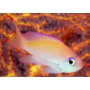 Pseudanthias hypselosoma - Fahnenbarsch female