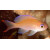 Pseudanthias hypselosoma - Fahnenbarsch female