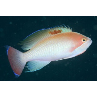 Pseudanthias hypselosoma - Stocky Anthias