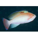 Pseudanthias hypselosoma - Stocky Anthias