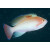 Pseudanthias hypselosoma - Stocky Anthias