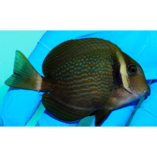 Acanthurus leucopareius - Weißkragendoktor ca.6-7cm