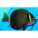Acanthurus leucopareius - Weißkragendoktor ca.6-7cm