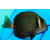 Acanthurus leucopareius - Weißkragendoktor ca.6-7cm