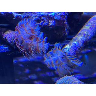 Protula bispiralis - Kalkröhrenwurm rot-weiß...