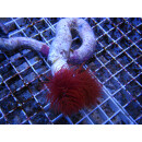 Protula bispiralis - Kalkr&ouml;hrenwurm rot-wei&szlig; klein