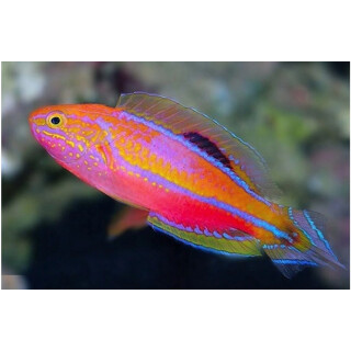 Cirrhilabrus isosceles - Zwerglippfisch Männchen
