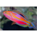 Cirrhilabrus isosceles - Zwerglippfisch Männchen