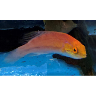 Cirrhilabrus isosceles - Zwerglippfisch Weibchen
