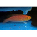 Cirrhilabrus isosceles - Zwerglippfisch Weibchen