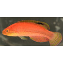 Cirrhilabrus katoi - Katoi-Zwerglippfisch Weibchen
