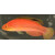 Cirrhilabrus katoi - Katos Fairy Wrasse female