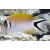 Genicanthus semifasciatus - Japan-Lyrakaiserfisch Weibchen