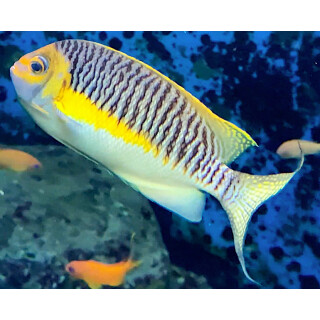 Genicanthus semifasciatus - Japan-Lyrakaiserfisch Männchen