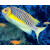 Genicanthus semifasciatus - Japan-Lyrakaiserfisch Männchen