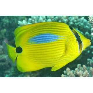 Chaetodon plebeius - Blaupunkt-Falterfisch