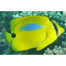 Chaetodon plebeius - Blueblotch Butterflyfish