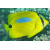 Chaetodon plebeius - Blaupunkt-Falterfisch
