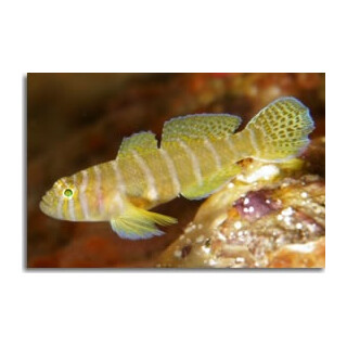 Priolepis cincta - Grundel