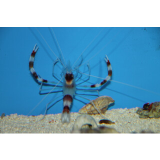 Stenopus hispidus - Banded Boxer Shrimp pair