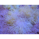 Heteractis crispa - Lederanemone L