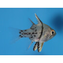 Sphaeramia orbicularis - Orbiculate cardinalfish