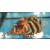 Dendrochirus biocellatus - Twospot turkeyfish