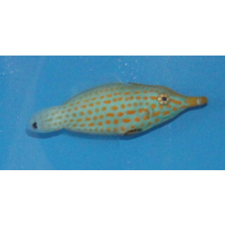 Oxymonacanthus longirostris - Harlequin filefish