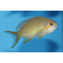 Pseudanthias huchtii - Fahnenbarsch