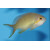 Pseudanthias huchtii - Fahnenbarsch