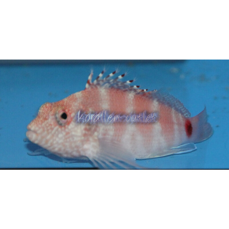 Cirrhitops fasciatus - Rotgebänderter Korallenwächter