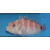 Cirrhitops fasciatus - Redbarred hawkfish