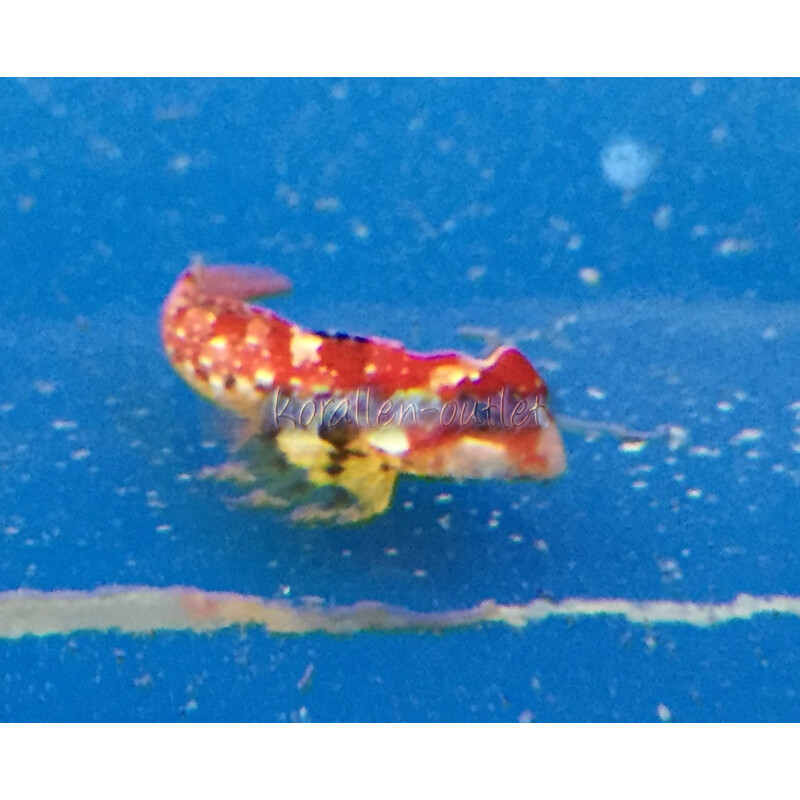 Synchiropus tudorjonesi (Synchiropus sycorax) - Roter Mandarinfisch